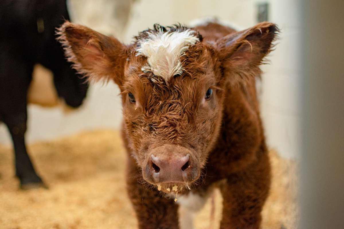 兽医诊所里一只可爱的小牛的特写