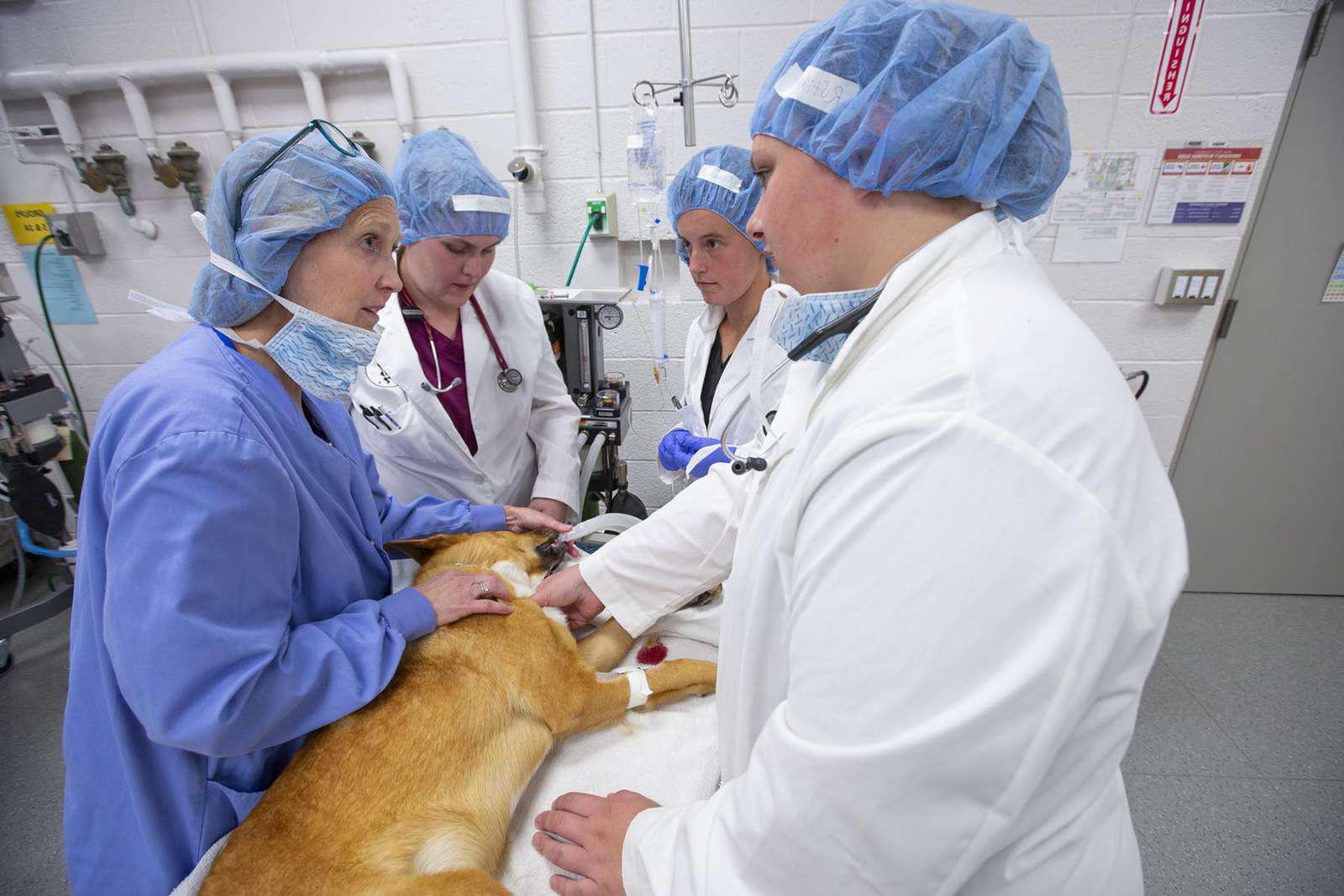 兽医学生和教师即将在麻醉的狗身上进行手术.