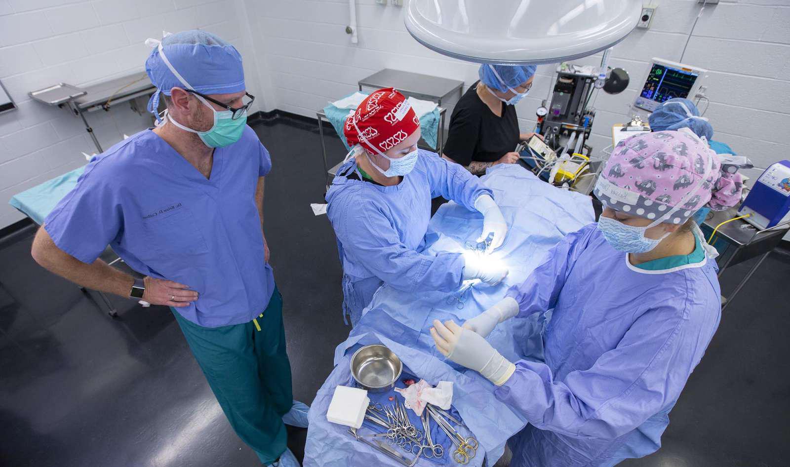 兽医学生在手术室做手术的特写镜头